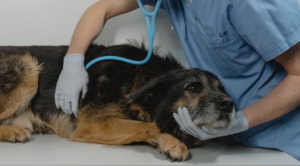 dog receiving checkup