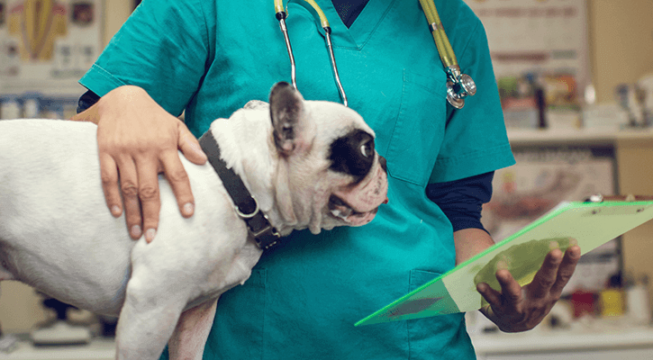 dog in clinic for surgery