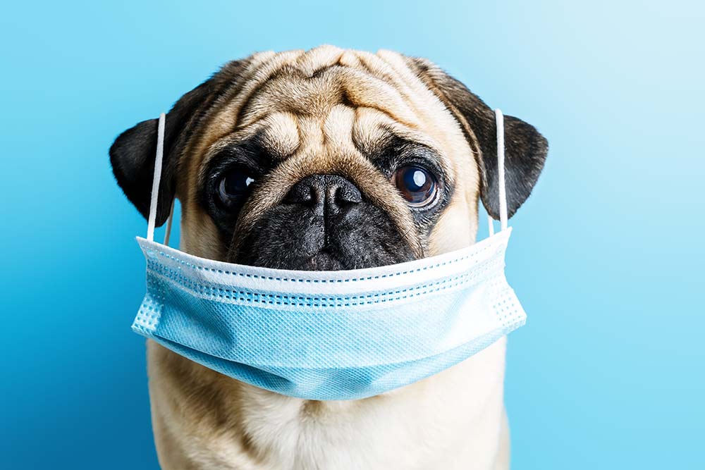 beige pug dog in a surgical medical mask on a blue background. wearing a mask during a pandemic and quarantine. concept of protection against coronovirus, disease.