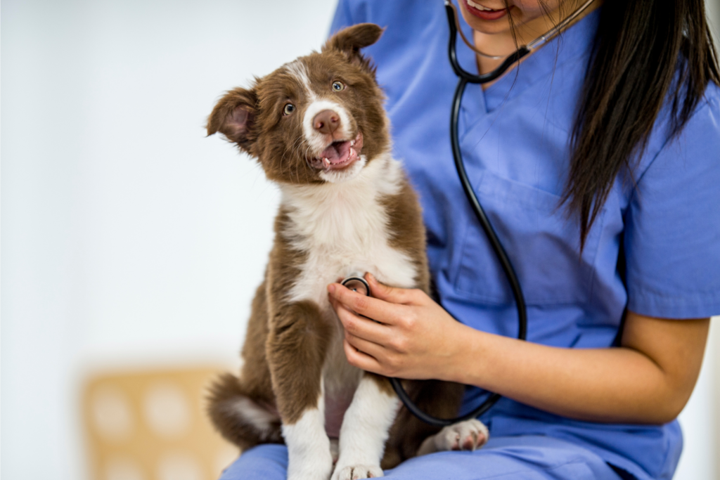 Vet Tech Appts
